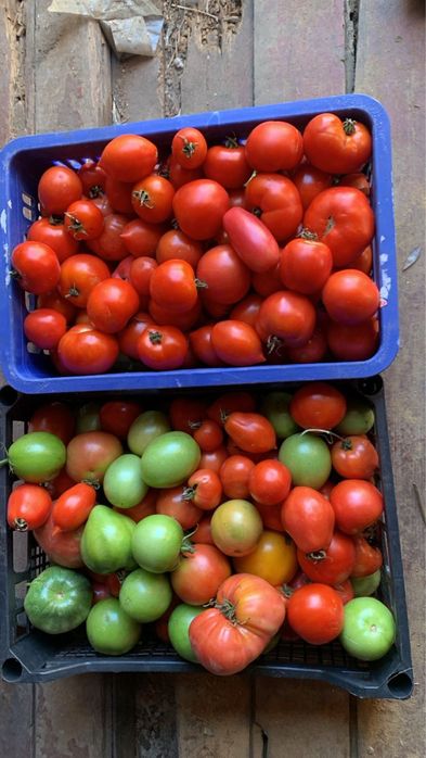 Продам помидоры и огурчики на засолку, на салаты, домашние, спелые, сл