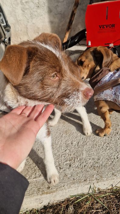 Catelusa pui abandonat