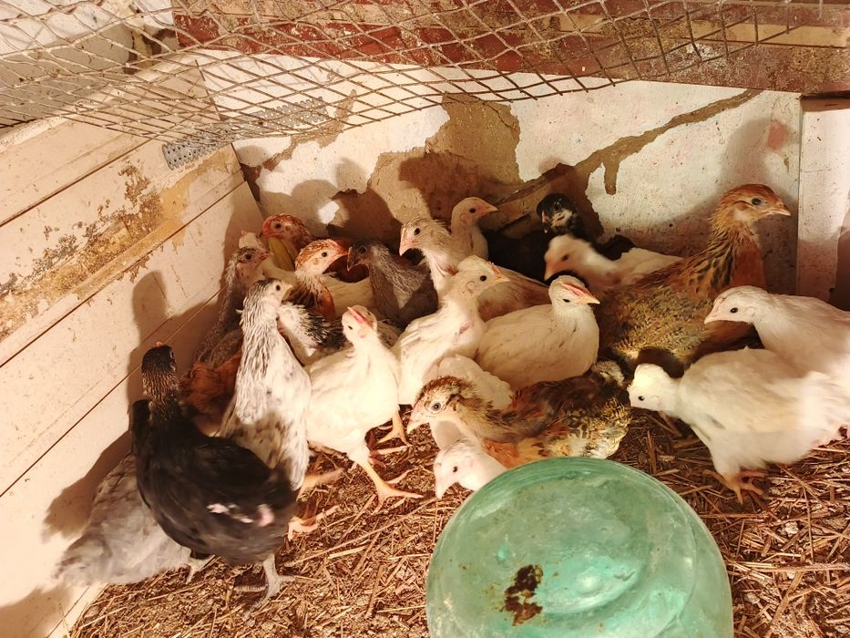 Продам подрощенных цыплят
