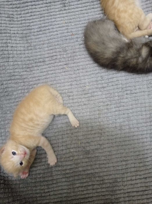 Котята  через 2 месяца