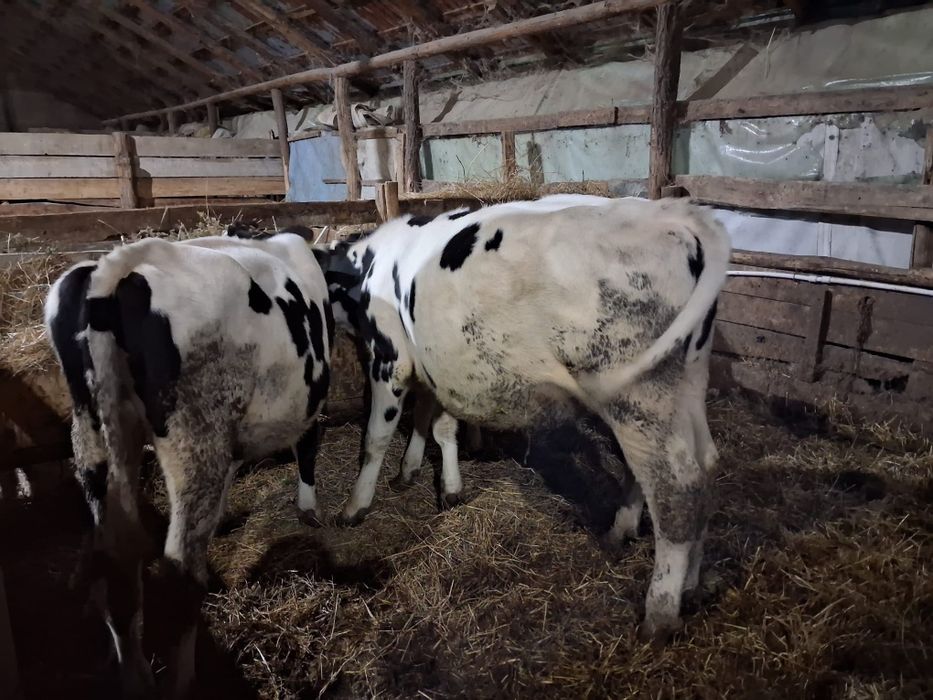 Vând vițele holstein