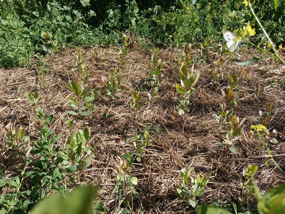 Фисташковое дерево