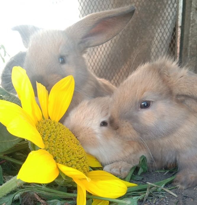 Кролики разных пород