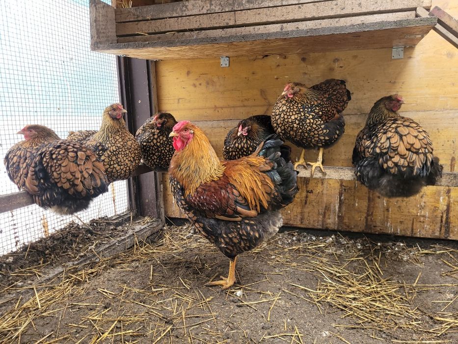 Ouă pentru incubat wyandotte GSG