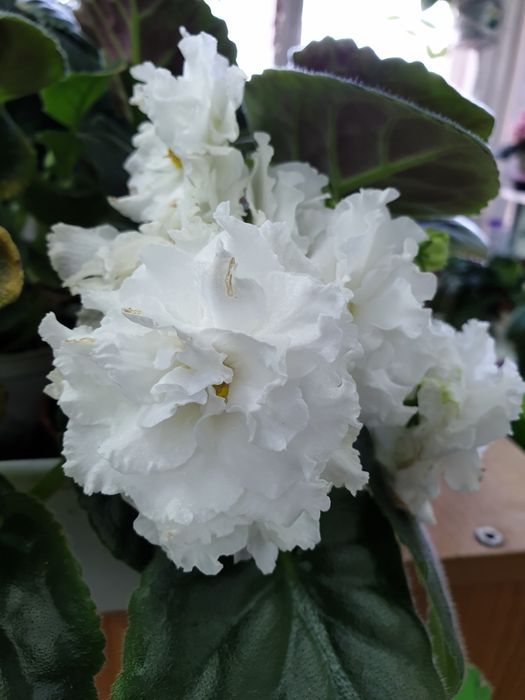 Фиалка сортовая, цветущая