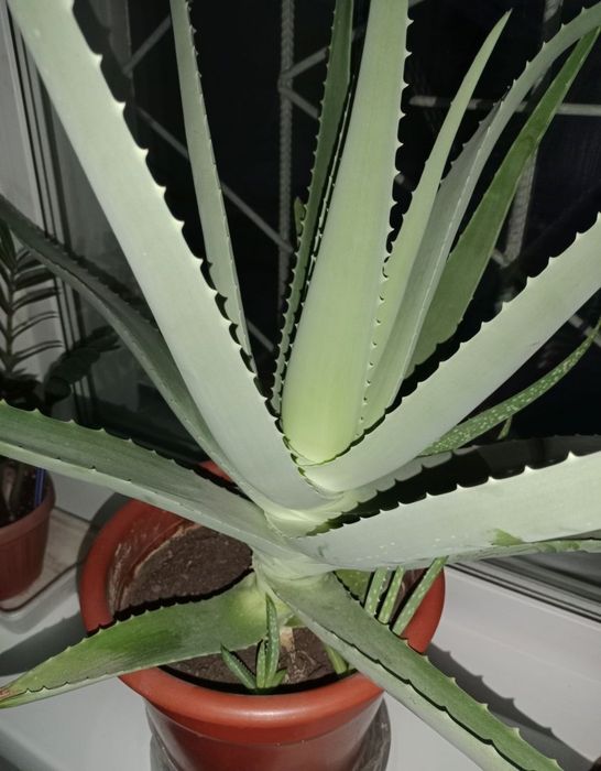 Алоэ вера гүлдер бар