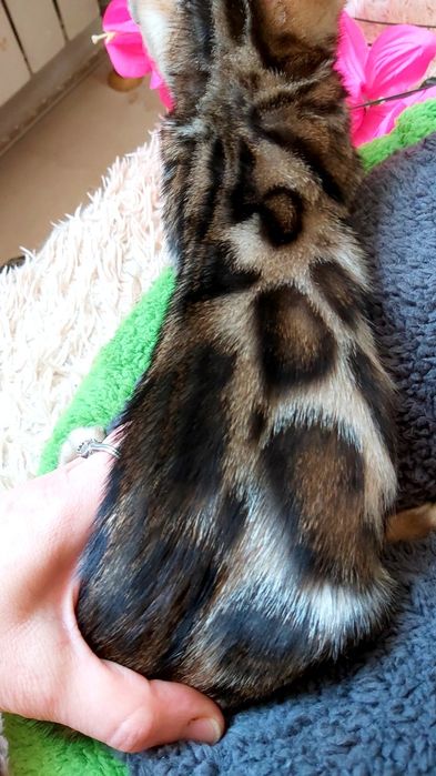 Мини-леoпардики. Бенгальские КОТЯТА