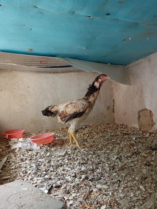 Dakan tovuq zoti kares