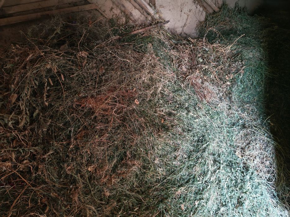 Kelishilgan narxda yemish sotiladi. Beda va sudanka poyalari.