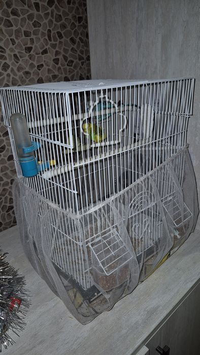 Продам волнистых попугаев