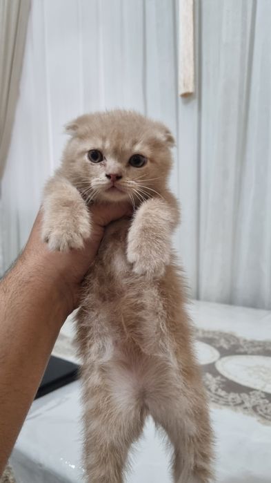 скотиш фолд 2та угил