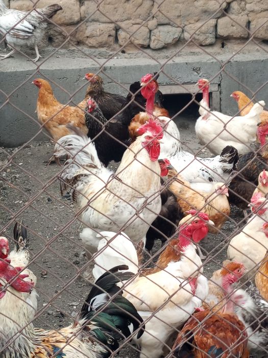 Продам петухов разных пород