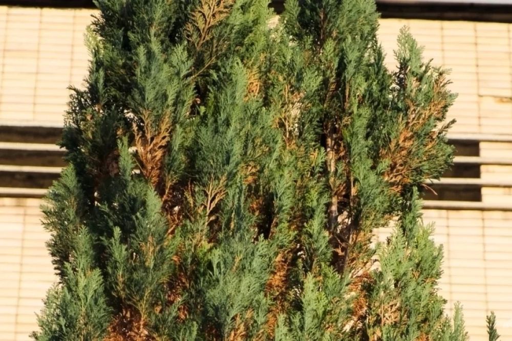 Богбон Арча дорилаш. Садовник Обработка декоративных культуры.