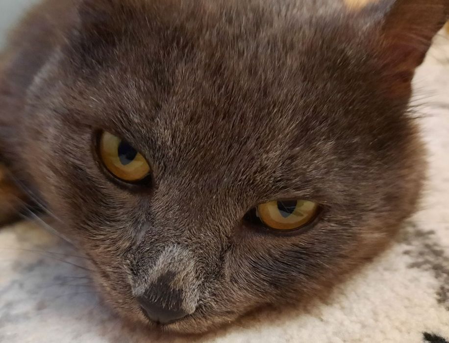 Отдам кота в добрые руки !!!