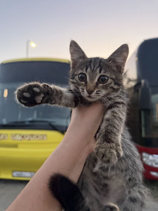 Котенок в добрые руки