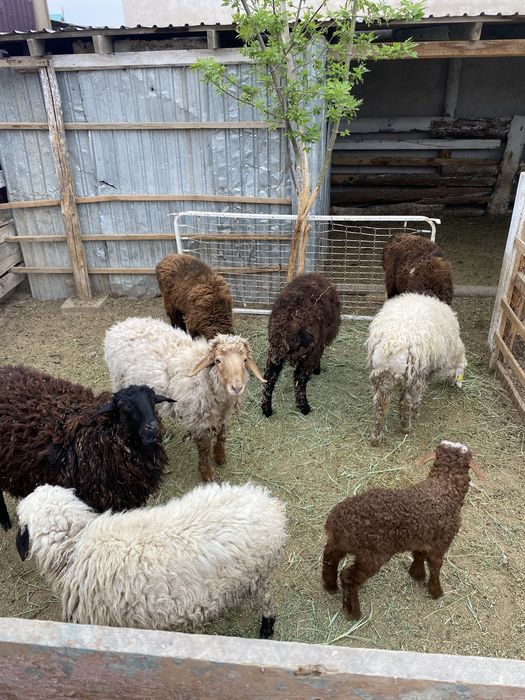 Тоқтылар сатылады