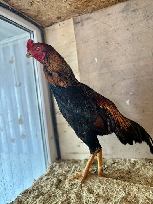 Продам Дакана петух майский