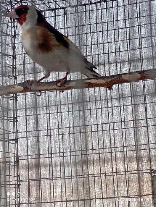 Кокил савала бор.