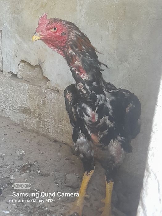 Dakan Xoʻroz sotiladi  5 kilo