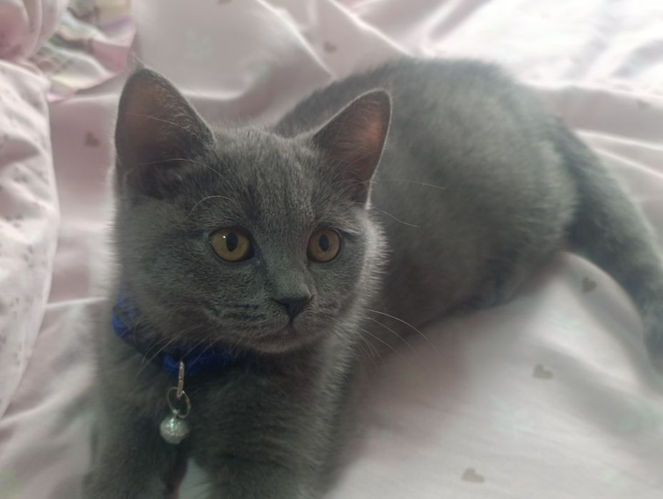 Кошка британский коротшерстный