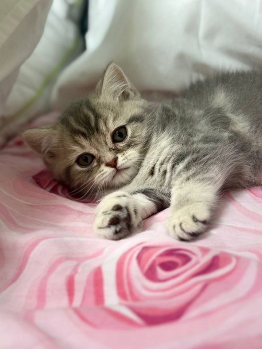 Продается Кошка  2 месяца
