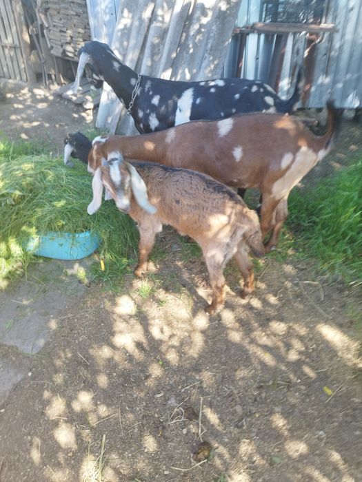 Vând țap anglo nubian, în vârstă de 2luni jumătate,din părinții din ultimele poze