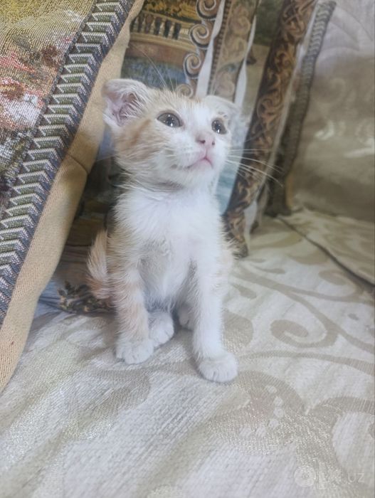Отдам в добрые руки 3 котят