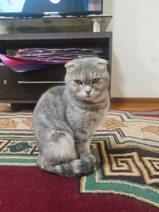 Тозза зот Киз болла