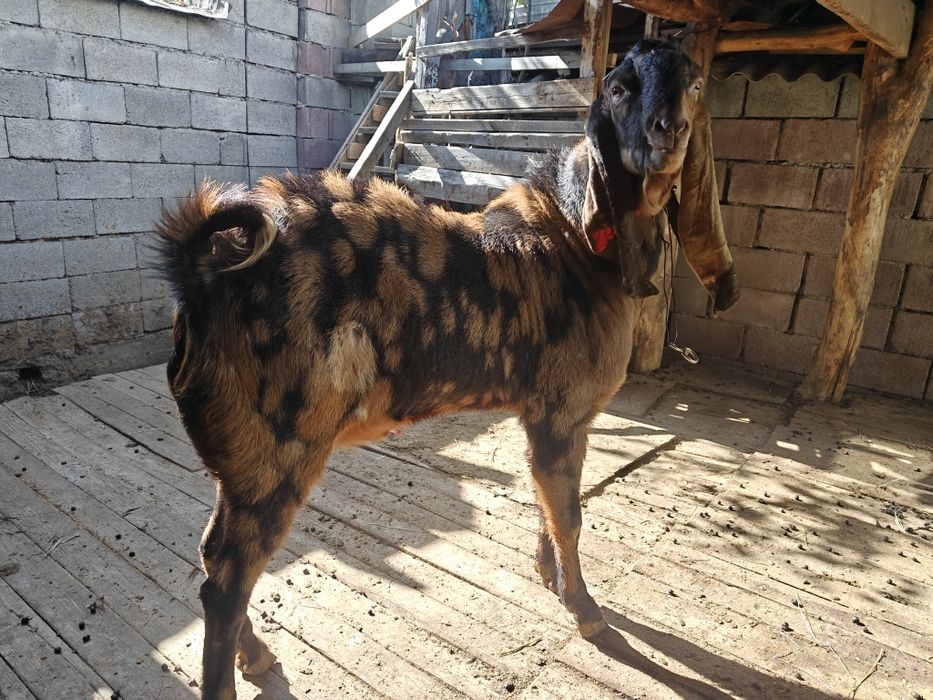 Козла ЧП камори. Возраст 2 года