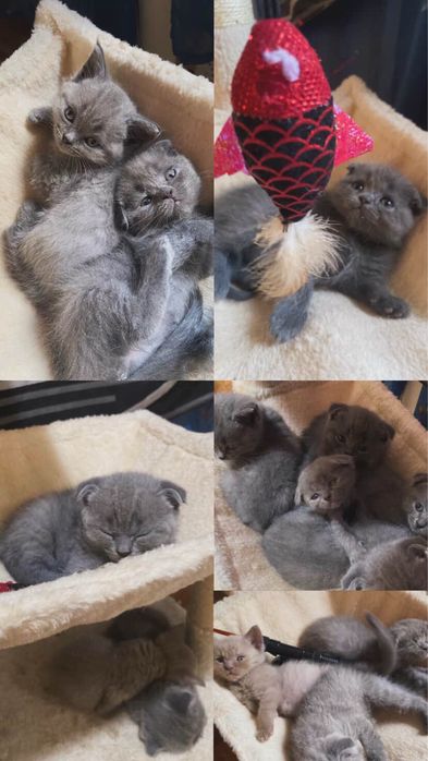 шотландски клепоухи и британски котенца