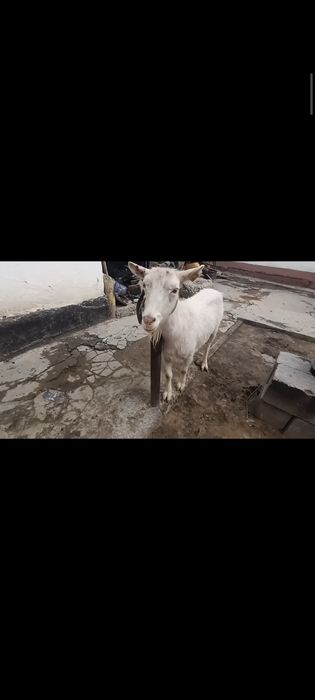 4 бас сауынды ешки лактармен