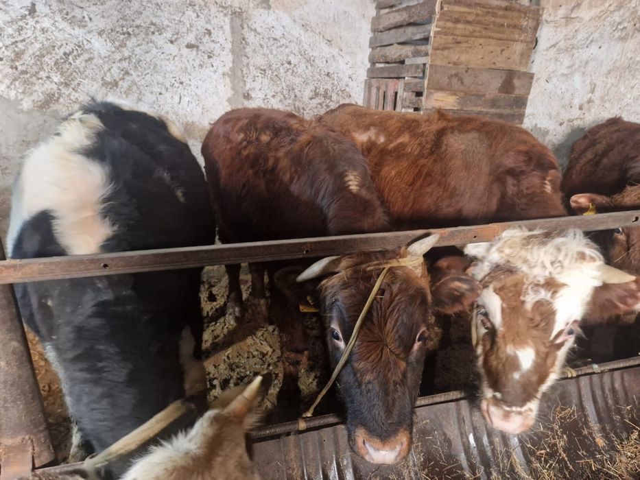 Продам бычков откорм