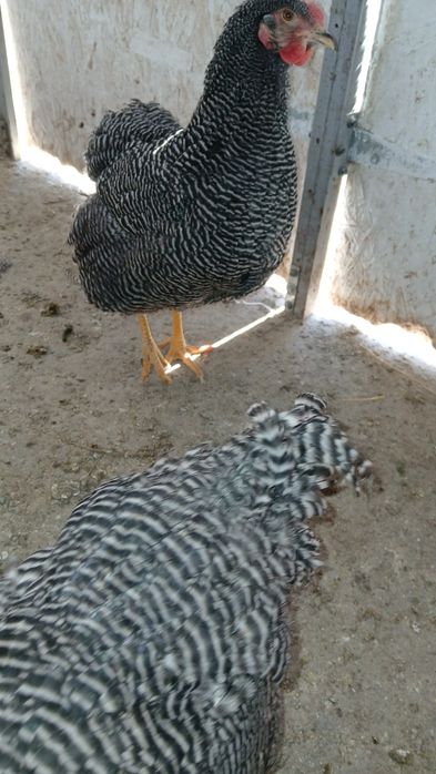 Vind familie plymont rok barat