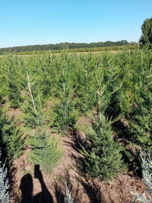 Vând chiparos leylandi Direct producător