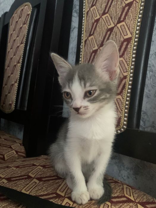 Отдам в добрые ручки