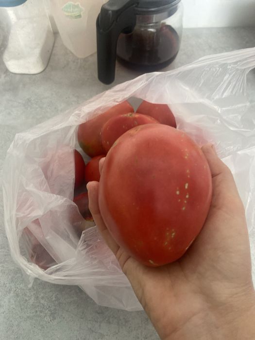 Продам домашние томаты.