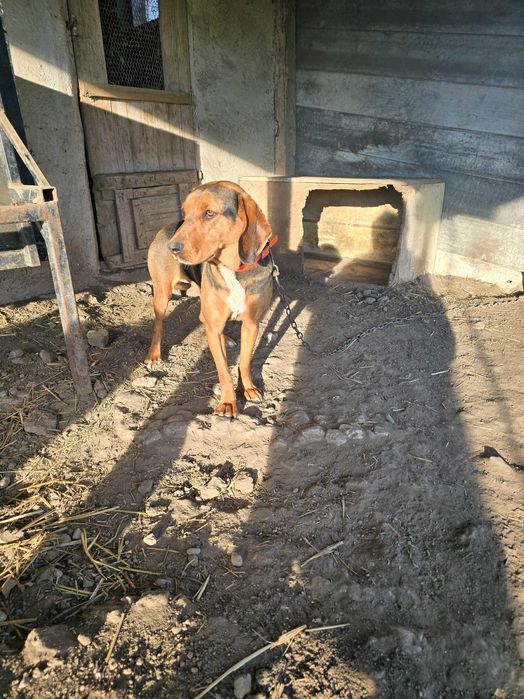 Гръцко Гонче женско