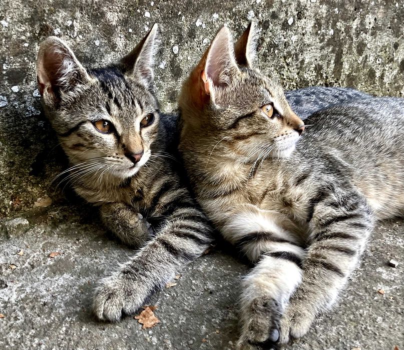 Pui pisica de adoptat, Donez pisicute jucause, Pisica gratis.