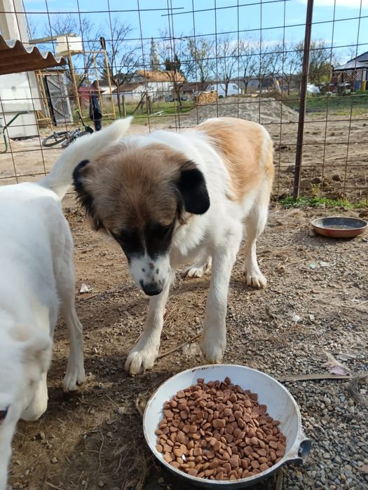 Donez câine vaccinat și sterilizat