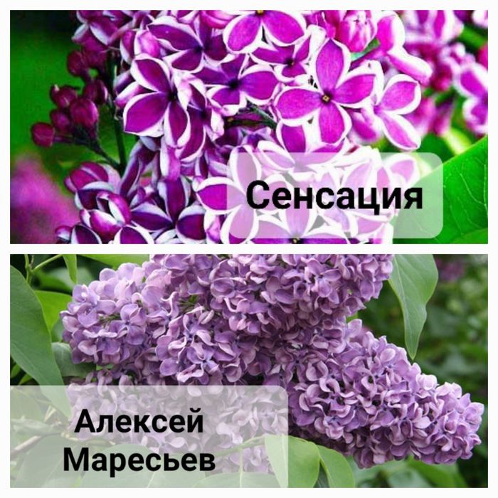 Декоративные кустарники и деревья