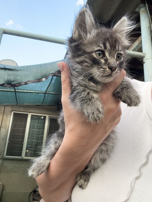 Отдадим котят в хорошие руки