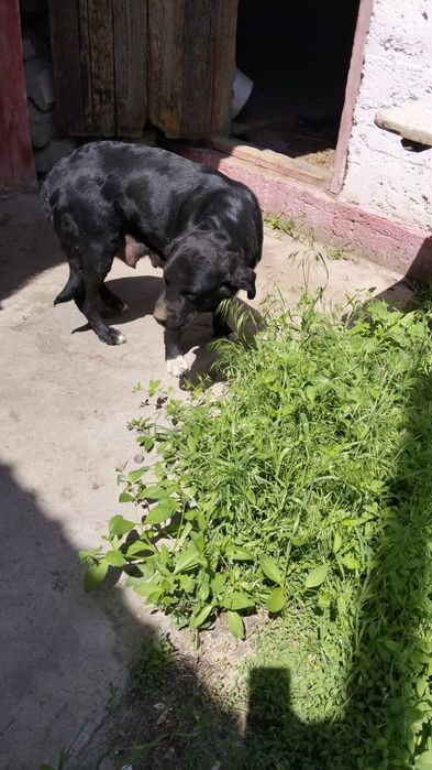 Щенята лабрадора