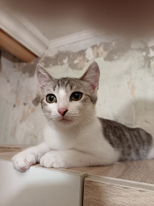 Отдам котёнка - мальчика 4 месяца.