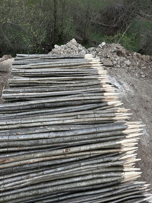 Vând parii fasole si rosii