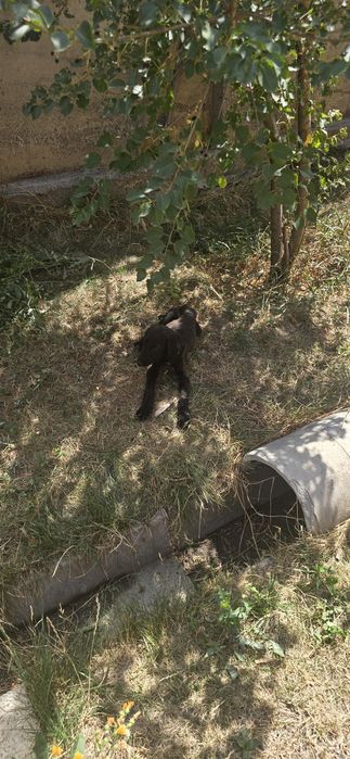 Продам щенков Тазы