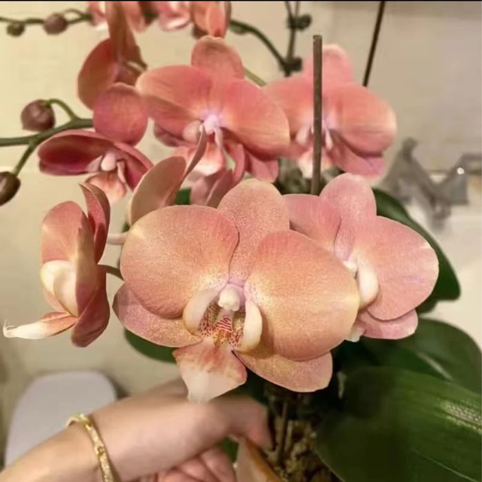 Взрослые орхидеи