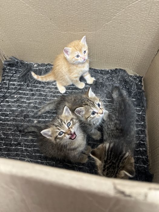 Котенок малинкий