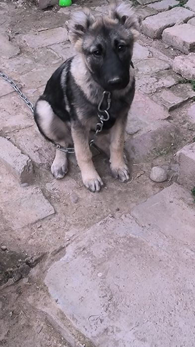 Животные собаки и