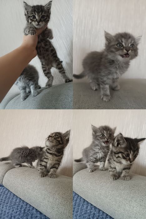Отдам в добрые руки двух котят