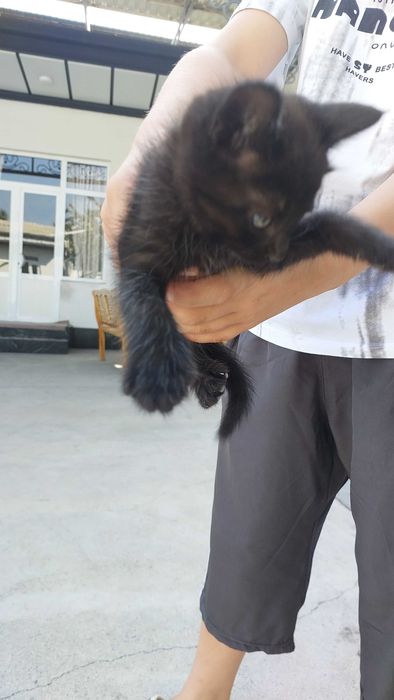 Mushuk bolalari, xadya qilinadi